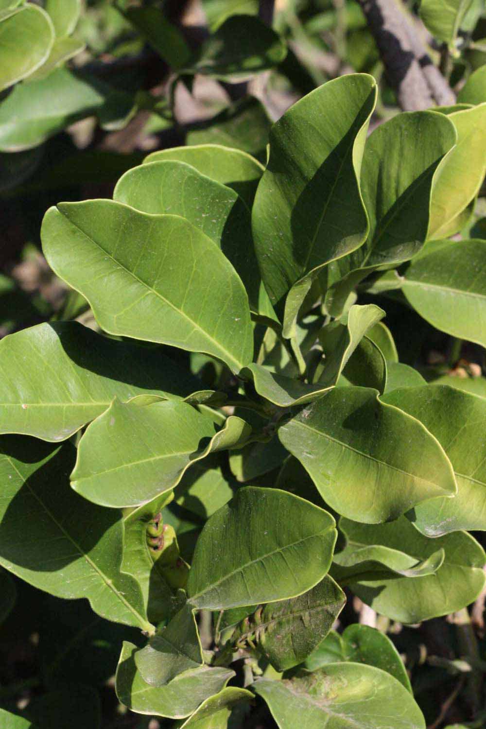              Sun leaves (Riverside, CA)       